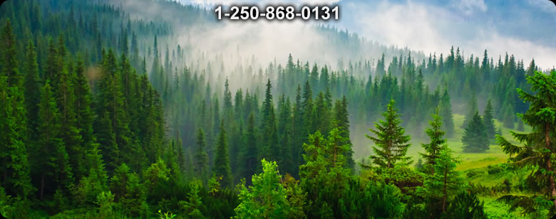 Bushcraft Ontario photo