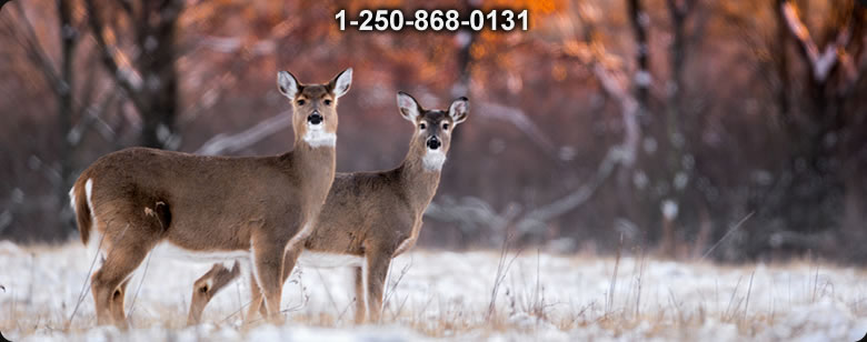 Bushcraft Ontario photo