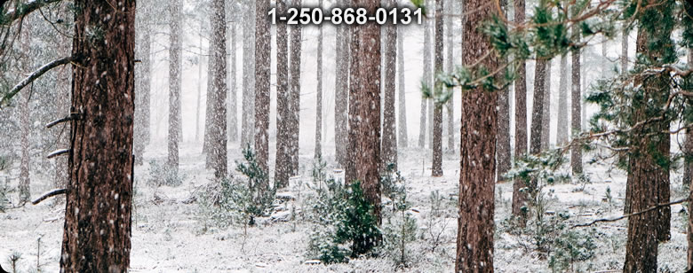 Bushcraft Ontario photo