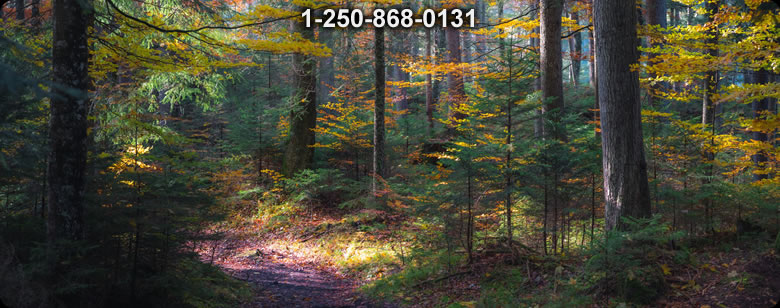 Bushcraft Ontario photo