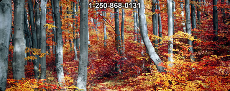 Bushcraft Ontario photo