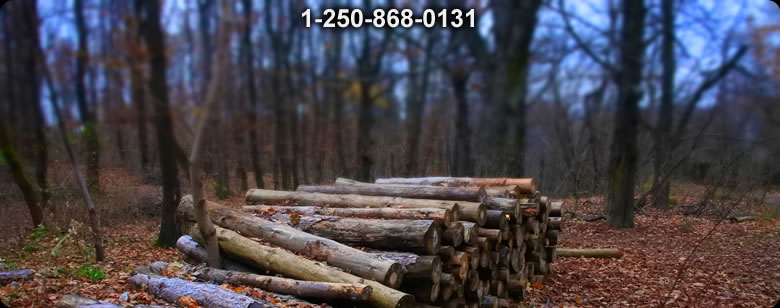 Bushcraft Ontario photo