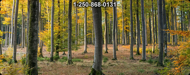 Bushcraft Ontario photo