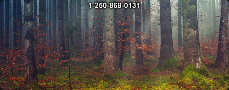 Bushcraft Ontario photo