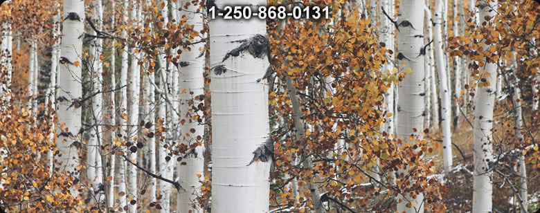 Bushcraft Ontario photo