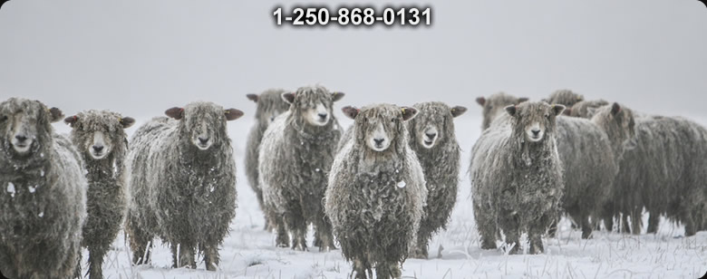 WOOL Blankets - Bushcraft Ontario