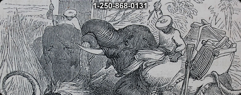 Books Outdoor and Bushcraft - Bushcraft Ontario