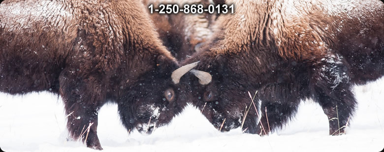 All Winter Clothing - Bushcraft Ontario